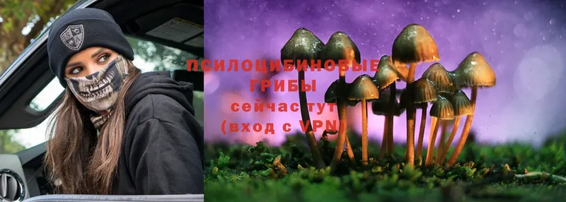 продажа наркотиков  Карабаново  Псилоцибиновые грибы MAGIC MUSHROOMS 